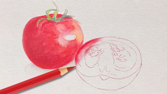 Drawing of a tomato.